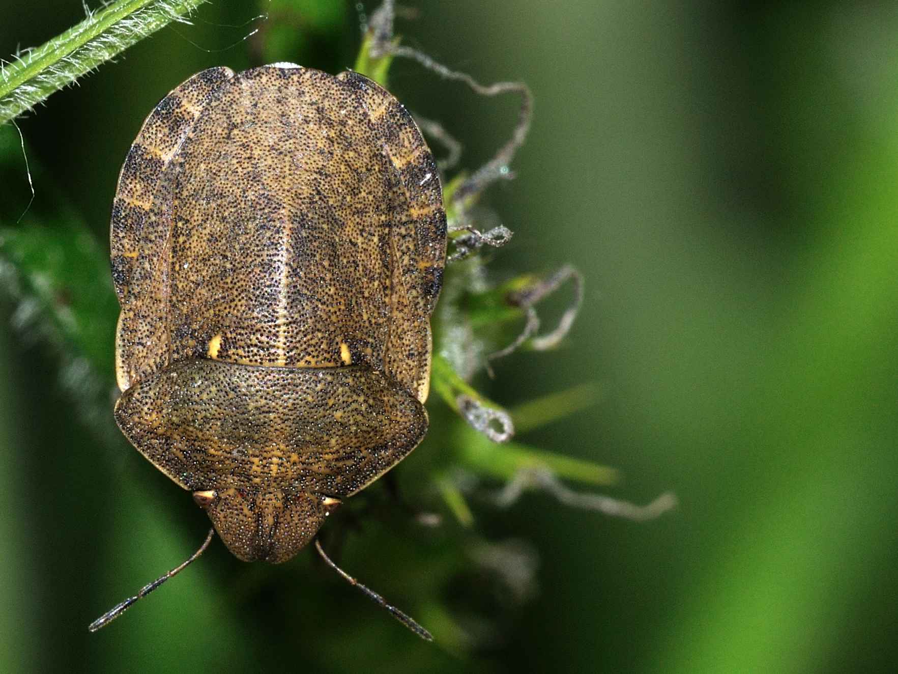 Scutelleridae - Eurygaster sp. ?